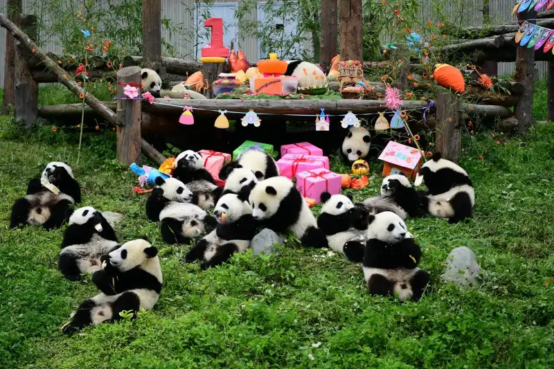 Chengdu Family Tour